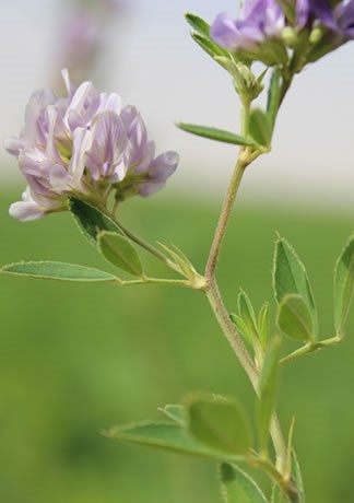 WHY ALFALFA?