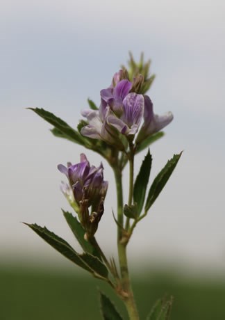 WHY ALFALFA?