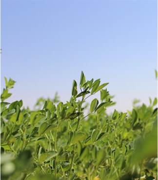 WHY ALFALFA?