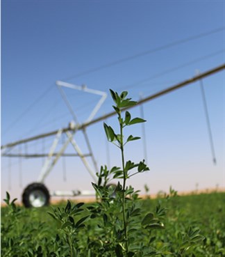 WHY ALFALFA?